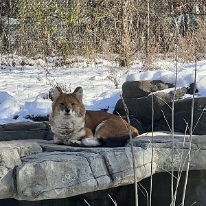 Dhole