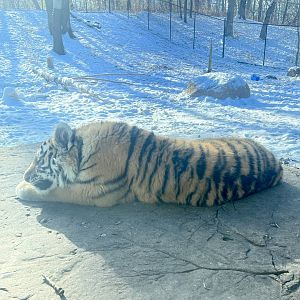 Amur Tiger