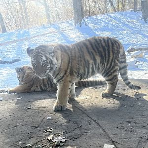 Amur Tigers