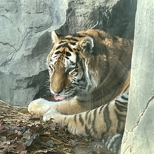 Amur Tiger
