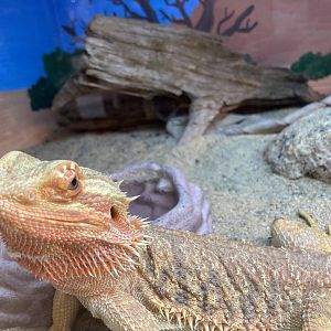 Bearded Dragon