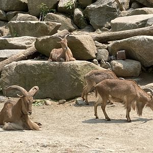 Aoudad / Barbary Sheep