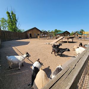 Wild Animal Park - Goat yard