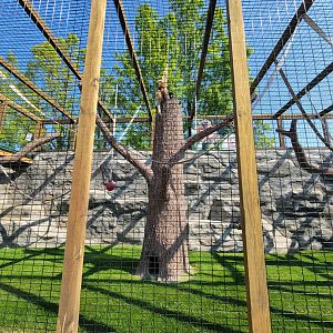 Wild Animal Park - Lar gibbons