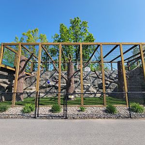Wild Animal Park - Lar gibbons