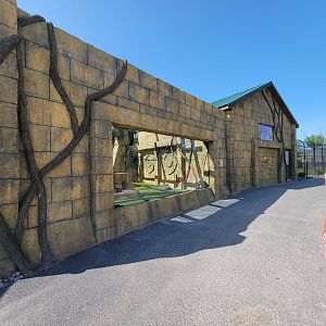 Wild Animal Park - Black-handed Spider Monkeys