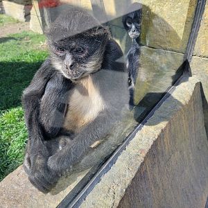 Wild Animal Park - Black-handed Spider Monkeys