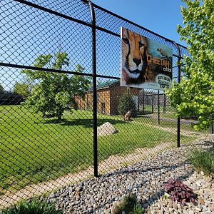 Wild Animal Park - Cheetah