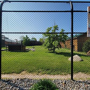 Wild Animal Park - Cheetah yard