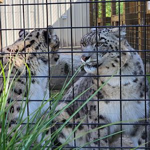 Wild Animal Park - Snow leopards