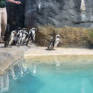Wild Animal Park - African penguins