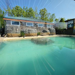 Wild Animal Park - African penguins
