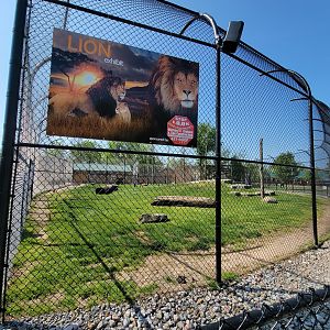Wild Animal Park - Lions