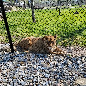 Wild Animal Park - Lioness