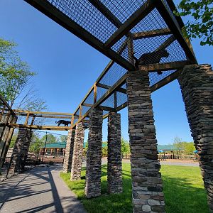 Wild Animal Park - Jaguars