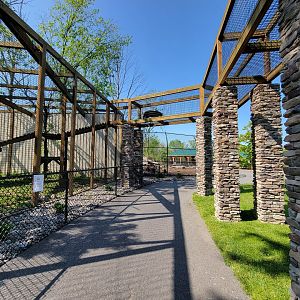 Wild Animal Park - Jaguar and grizzly bear looking at each other