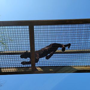 Wild Animal Park - Jaguar