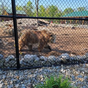 Wild Animal Park - Grizzly bears