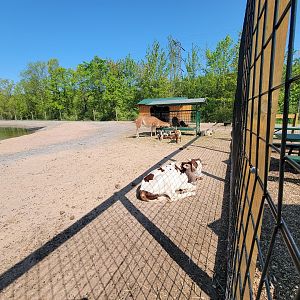 Wild Animal Park - Farm animals in large paddock train goes around