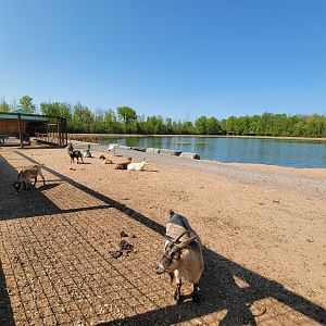 Wild Animal Park - Farm animals in large paddock train goes around