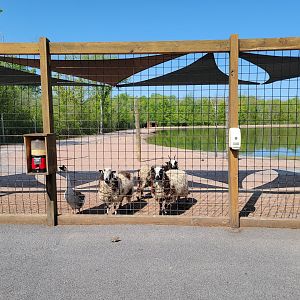 Wild Animal Park - Farm animals in large paddock train goes around