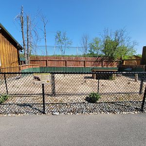 Wild Animal Park - Pot-bellied pig yard