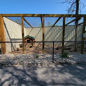 Wild Animal Park - South American coati, signed as "mountain coati"