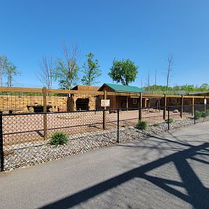 Wild Animal Park - Red kangaroos