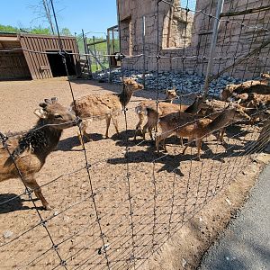 Wild Animal Park - Sika deer