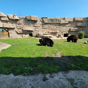 Wild Animal Park - American black bears