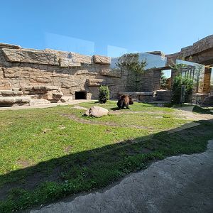 Wild Animal Park - American black bears
