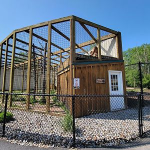 Wild Animal Park - Mountain lion watching from above