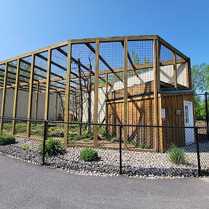 Wild Animal Park - Mountain lions