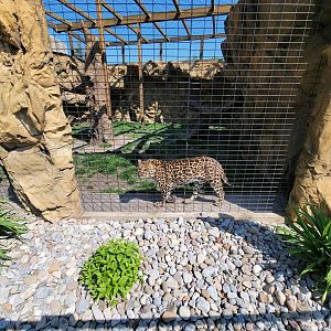 Wild Animal Park - Leopards