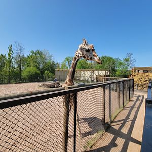 Wild Animal Park - Giraffe, with mountain lion exhibit in background