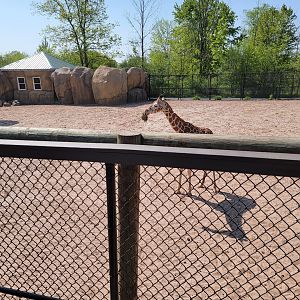 Wild Animal Park - Giraffe calf