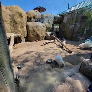 Wild Animal Park - Albino African crested porcupines, including porcupette