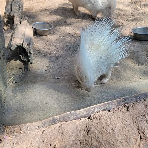 Wild Animal Park - Albino African crested porcupines, including porcupette