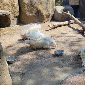 Wild Animal Park - Albino African crested porcupines, including porcupette