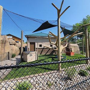Wild Animal Park - Red ruffed lemurs