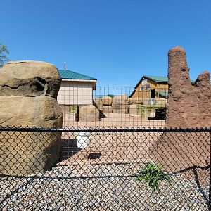 Wild Animal Park - Warthogs