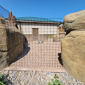 Wild Animal Park - Warthogs