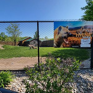 Wild Animal Park - Spotted hyenas