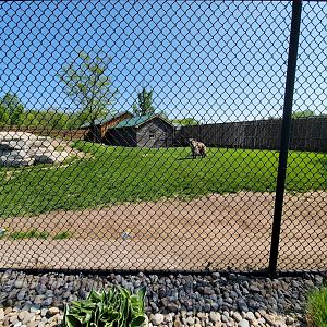 Wild Animal Park - Spotted hyenas