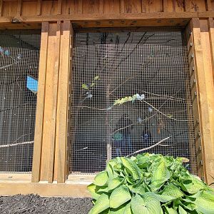 Wild Animal Park - Budgies