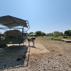 Wild Animal Park Safari - Domestics