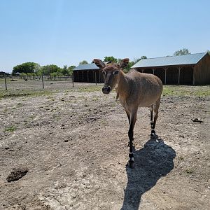 Wild Animal Park Safari - Nilgai