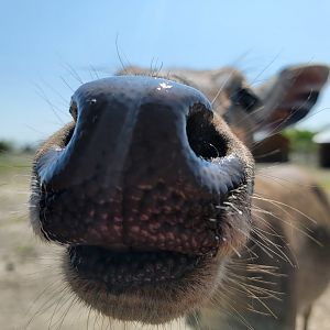 Wild Animal Park Safari - Nilgai boop :)