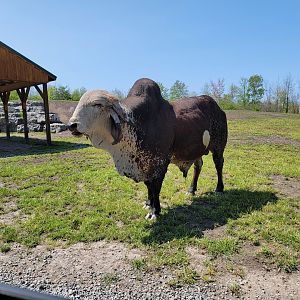 Wild Animal Park Safari - Massive zebu