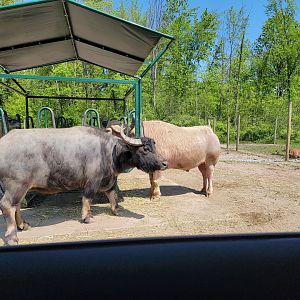 Wild Animal Park Safari - White water buffalo